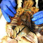 cat_dissected.JPG
