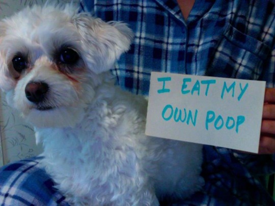 [dog-shaming-bad-1%255B2%255D.jpg]