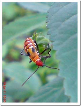 Nimfa Dysdercus cingulatus - Bapak Pucung - Red Cotton Bug