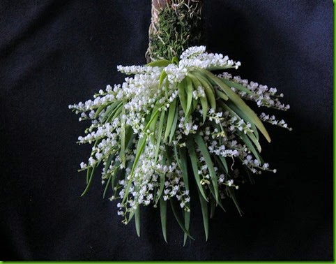 OR Ornithocephalus gladiatus OR Ornithocephalus gladiatus
