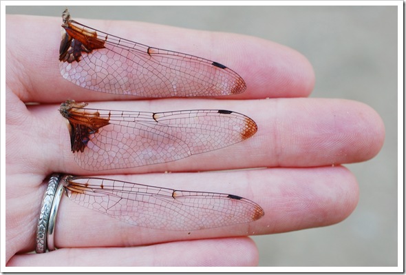 dragonfly wing