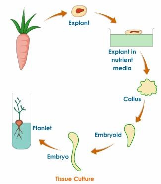 plant tissue culture