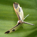 Crambid Moth.