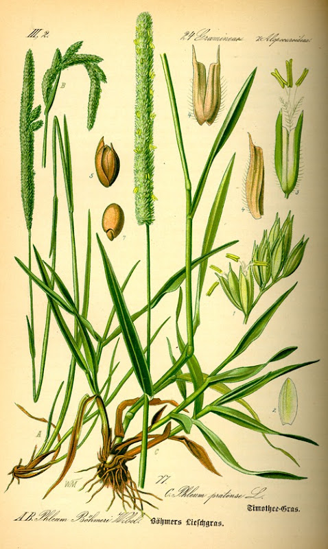 Illustration_Phleum_pratense0