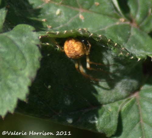 [12-Araneus-diadematus%255B2%255D.jpg]