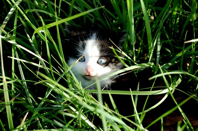 [kitty5%255B2%255D.jpg]