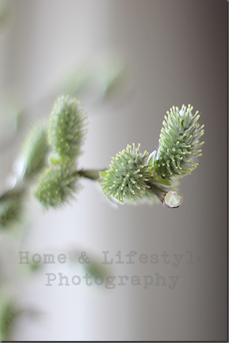 Home & Lifestyle Home & Lifestyle