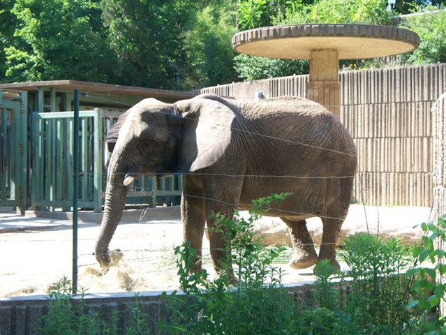 [elephant%255B2%255D.jpg]