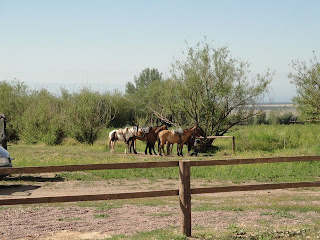 Our steeds await us.