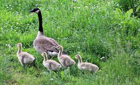 goose and babies