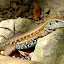 Ground Lizard (Améive de la Dominique)