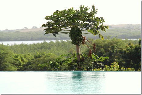 Papayas
