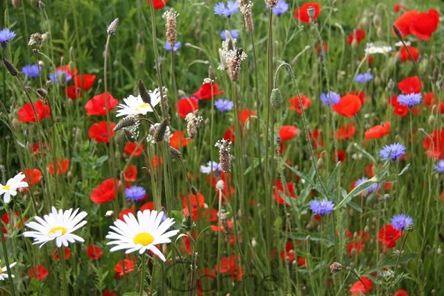 veldbloemen veldbloemen