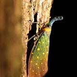 We saw some really crazy looking bugs during the night walk