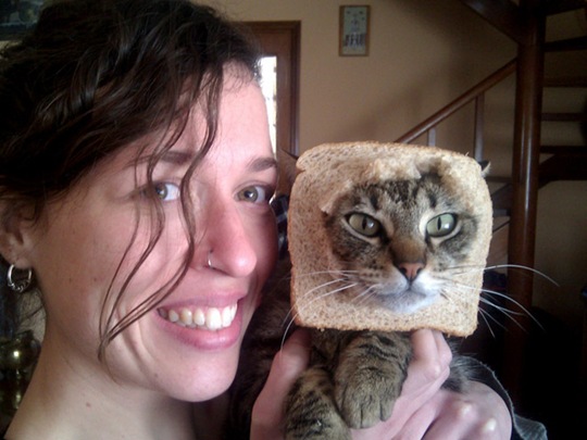 [breaded-cats-10%255B2%255D.jpg]