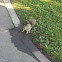Fox Squirrel