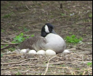 1 Goose on Eggs