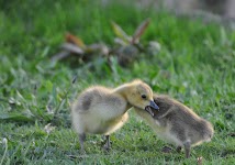 DSC_0386_new.jpg