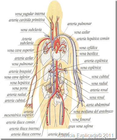 Las Arterias - Ciencia Explicada
