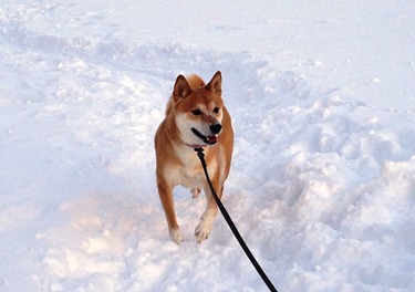 Happy snow dog