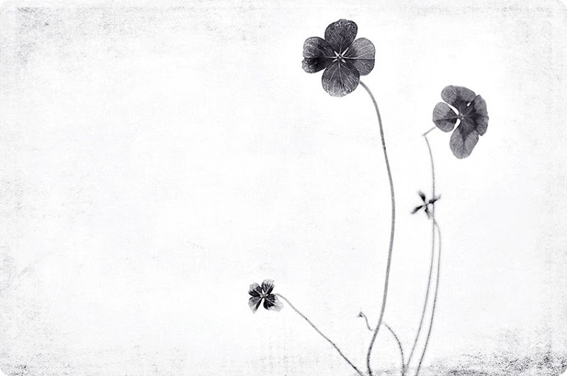 4-leaf-clover-bw