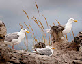 Three Gulls