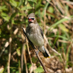 Cedar Waxwings
