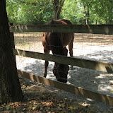 A horse at the old farm at the Nashville Zoo 09032011