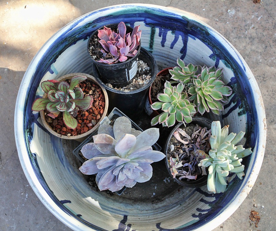 [120225_repotting_07%255B3%255D.jpg]