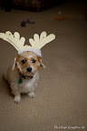 RandomXmas-24.jpg