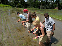 Learning how to plant rice - Eco Bike Tour - Ubud Region