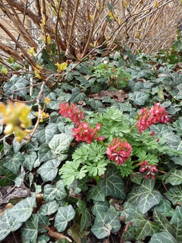 001 Corydalis solida Hedera helix Daniel Grankvist