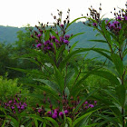 Ironweed