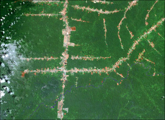 Satellite view of roads radiating out from a highway in the Brazilian Amazon. A group of prominent scientists chose to mark the second International Day of Forests by urging the world to support an initiative that aims keep wild areas free of roads. Photo: NASA