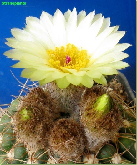 Parodia werneri fiore Sin Notocactus ubelmannianus