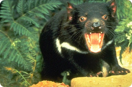 tasmanian_devil tasmanian_devil