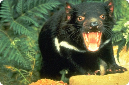 tasmanian_devil