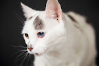 Angelic Autumn
(See link in post for details on Autumn who is at The Humane Society of New York)
Photo by Richard Phibbs