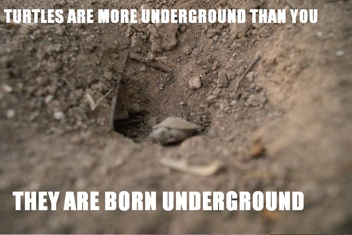 Turtles are more underground than you, they are born underground