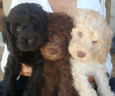 labradoodle puppies for sale
