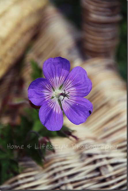 Home & Lifestyle Home & Lifestyle