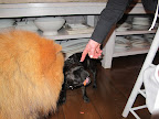 Franny, thanks for the tip about cracking the shell.  Now toot-a-loo!  The lobster is mine!