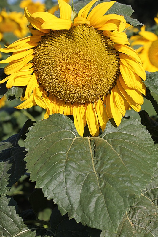 [110707_sunflowers_davis_117.jpg]