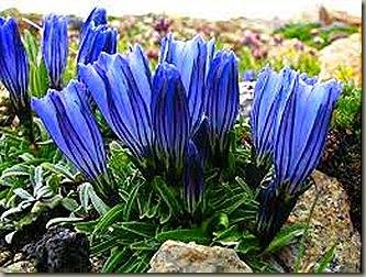 gentiana nubigena