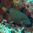 Drücker-Fisch, Komodo