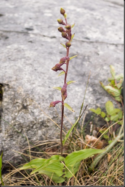 Dark Red Helleborine