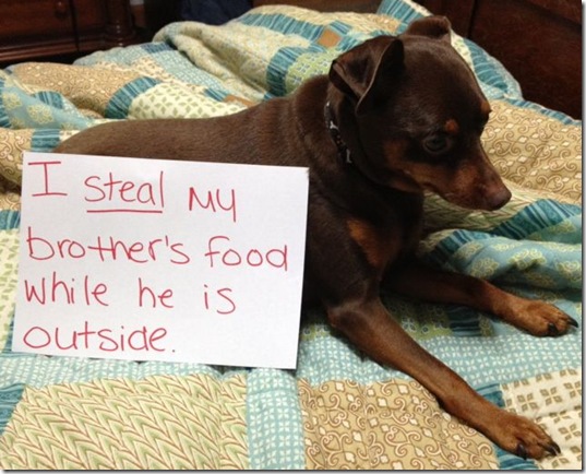 dog-shaming-bad-19