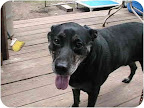 Harry from Forest Hills, New York, is a black lab mix like Margo.