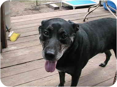 Harry from Forest Hills, New York, is a black lab mix like Margo.