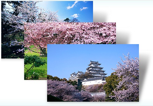 [Cherry%2520Blossoms%2520of%2520Japan%255B4%255D.jpg]